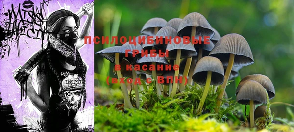 индика Горнозаводск